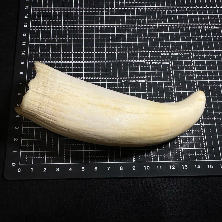 マッコウクジラの歯 254.7g 抹香 鯨 クジラ 歯 牙 印材 鯨歯 マッコウクジラの歯 254.7g 抹香 鯨 クジラ 歯 牙 印材 鯨歯