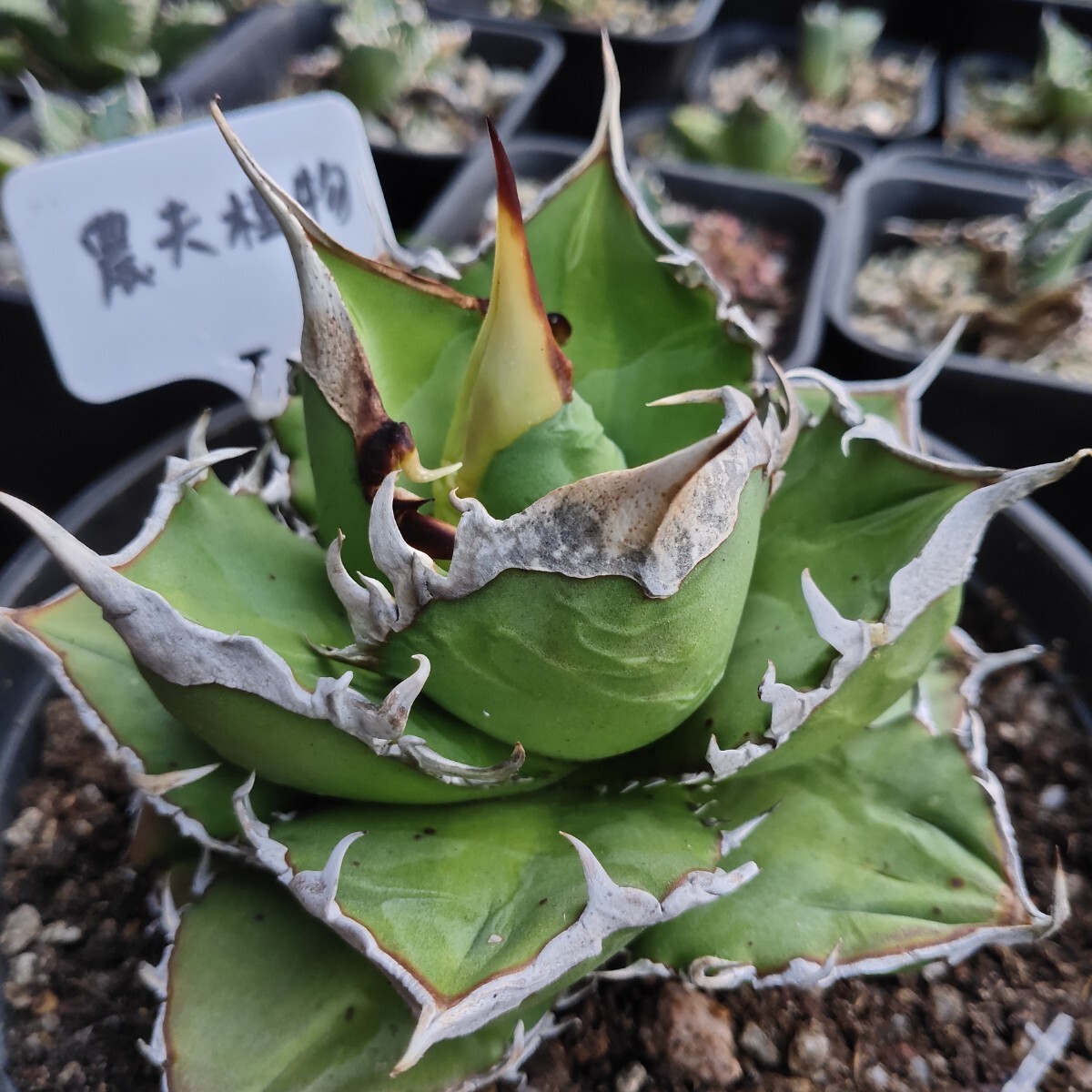 農夫植物 NO.882 新種の先発 アガベ チタノタ レッドデビル 強棘 農夫植物 NO.882 新種の先発 アガベ チタノタ レッドデビル 強棘
