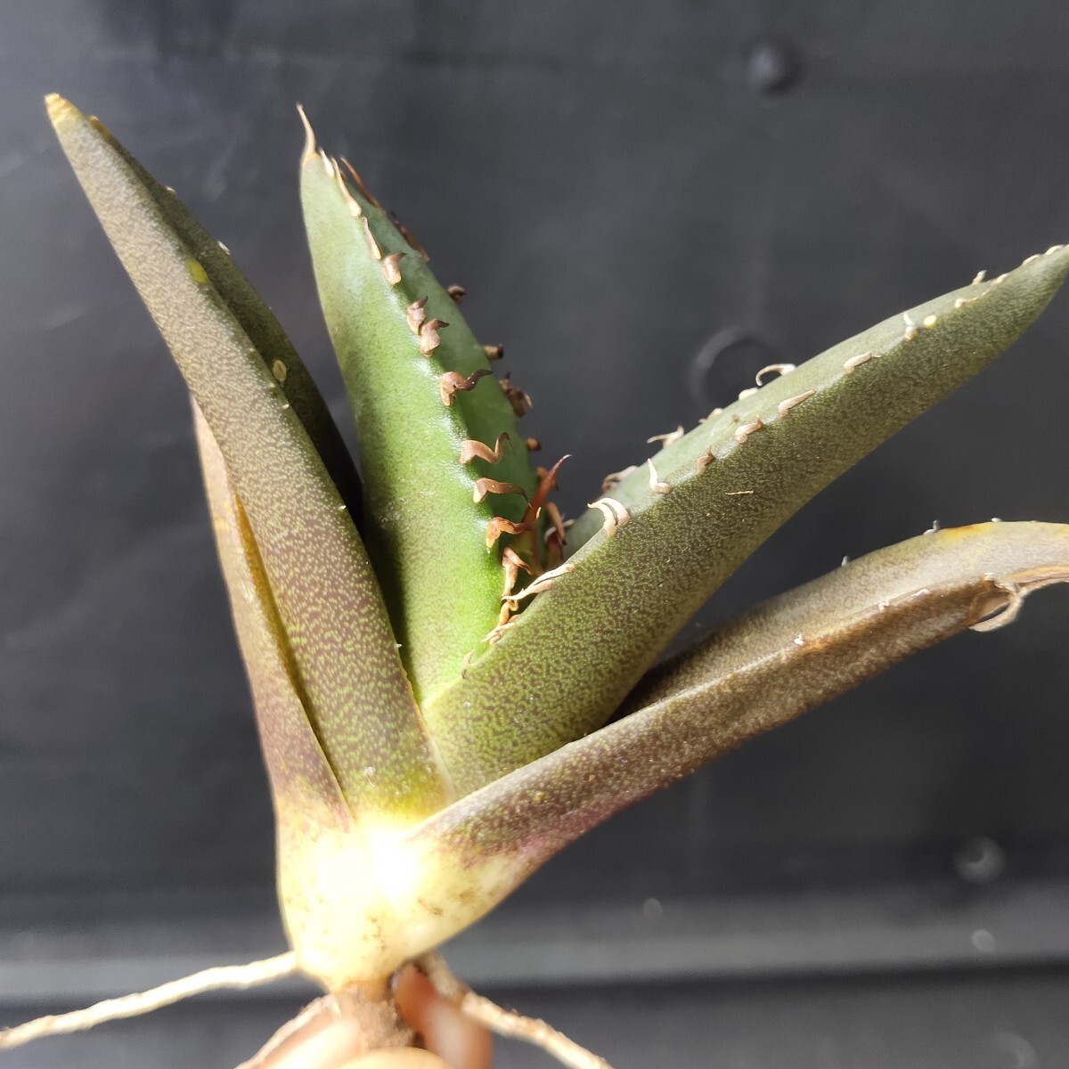 農夫植物 NO.882 新種の先発 アガベ チタノタ レッドデビル 強棘 農夫植物 NO.882 新種の先発 アガベ チタノタ レッドデビル 強棘