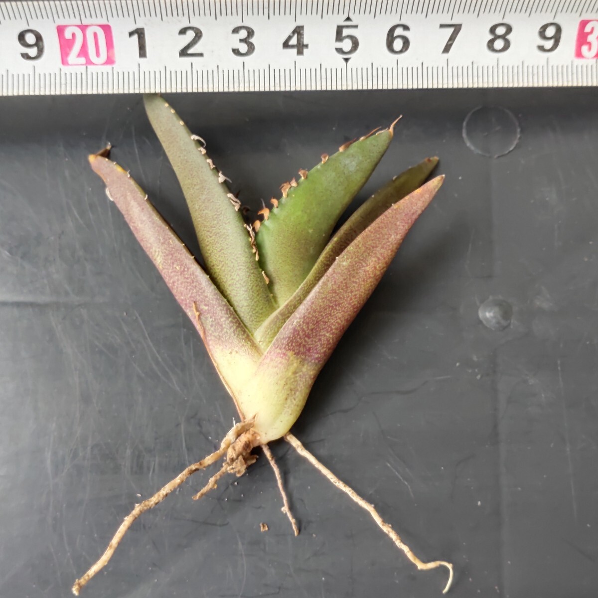 農夫植物 NO.882 新種の先発 アガベ チタノタ レッドデビル 強棘 農夫植物 NO.882 新種の先発 アガベ チタノタ レッドデビル 強棘