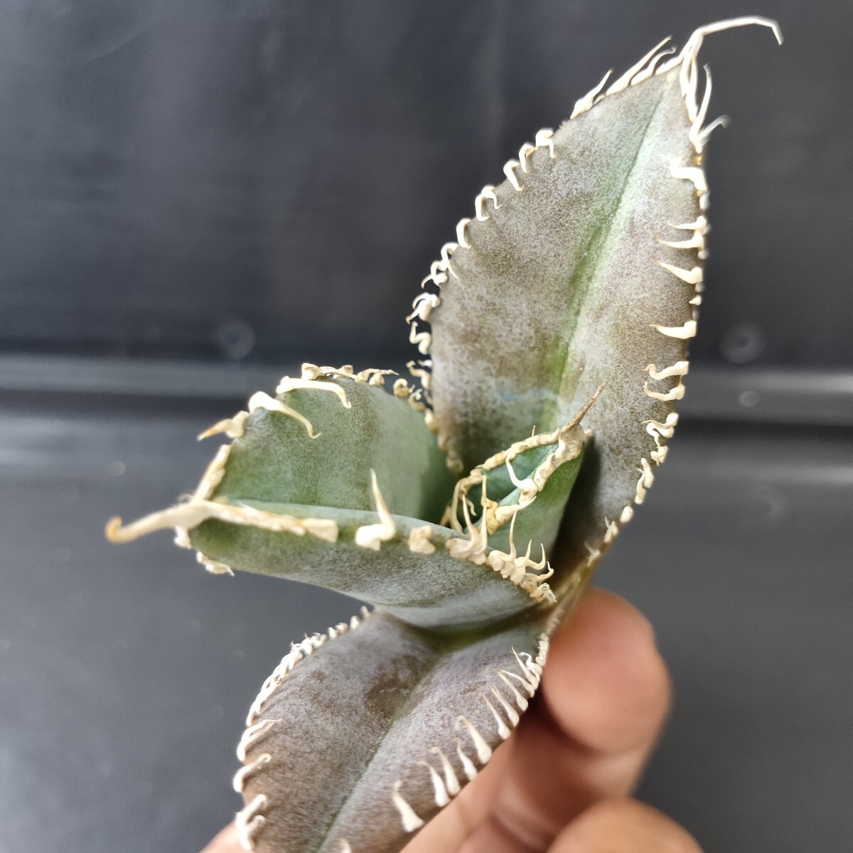 農夫植物 NO.895 アガベ チタノタ 金剛 極上強棘 優良血統 精選 農夫植物 NO.895 アガベ チタノタ 金剛 極上強棘 優良血統 精選