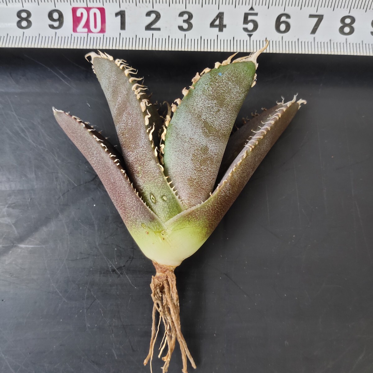農夫植物 NO.895 アガベ チタノタ 金剛 極上強棘 優良血統 精選 農夫植物 NO.895 アガベ チタノタ 金剛 極上強棘 優良血統 精選