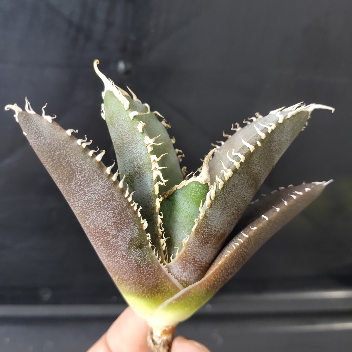 農夫植物 NO.895 アガベ チタノタ 金剛 極上強棘 優良血統 精選 農夫植物 NO.895 アガベ チタノタ 金剛 極上強棘 優良血統 精選