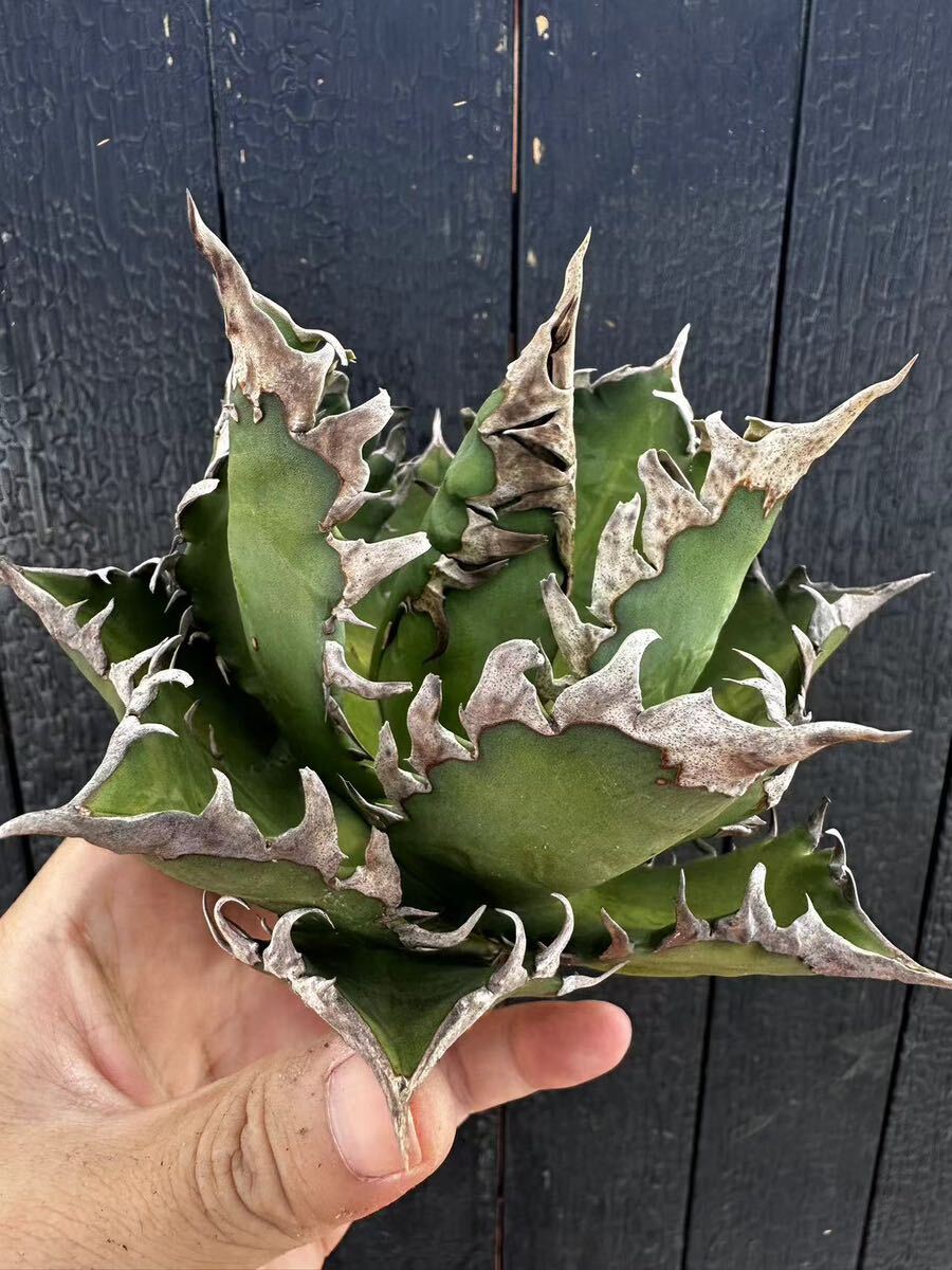 70号【瀧將plant】多肉植物アガベ チタノタ レッドキャットウィーズル　ゴリ猫 ' Red catweezle '強棘 極上株