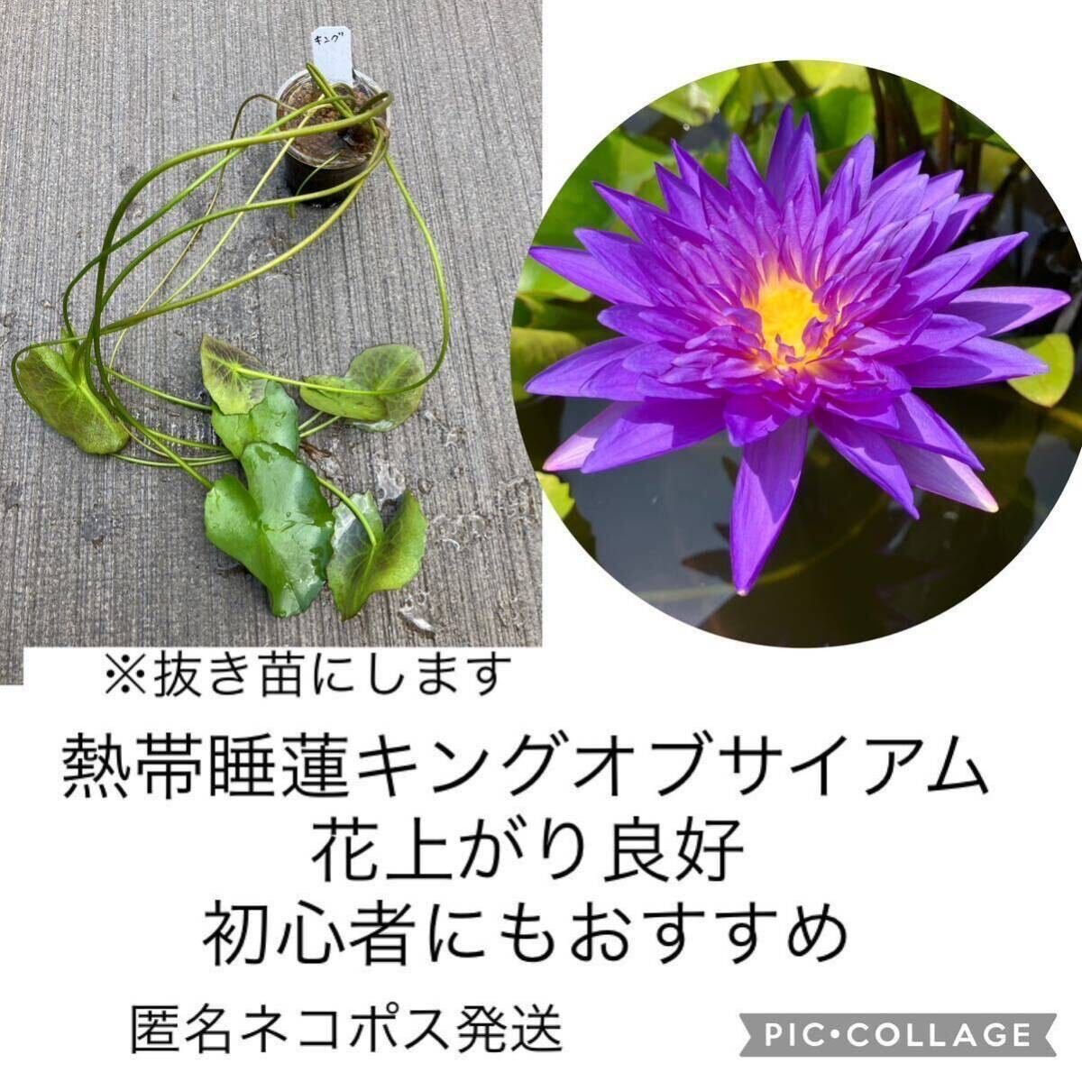 熱帯睡蓮キングオブサイアム 開花苗 熱帯性スイレン 匿名配送 熱帯睡蓮キングオブサイアム 開花苗 熱帯性スイレン 匿名配送