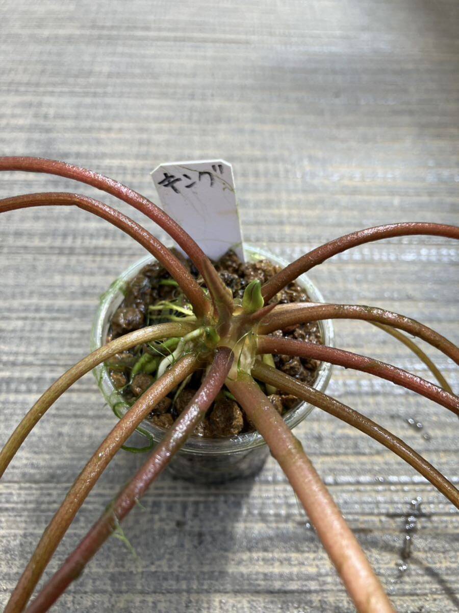 熱帯睡蓮キングオブサイアム 開花苗 熱帯性スイレン 匿名配送 熱帯睡蓮キングオブサイアム 開花苗 熱帯性スイレン 匿名配送