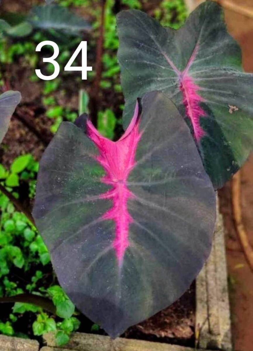 34 Lovely pink 激レア　Colocasia コロカシア　サトイモ科　アロイド　球根　観葉植物　水性植物　ビオトープ　パルダリウム 