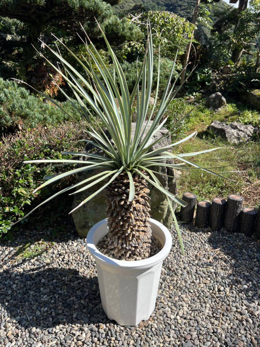 ユッカ リギダ Yucca rigida ブルーユッカ シルバーブルー耐寒性 ユッカ リギダ Yucca rigida ブルーユッカ シルバーブルー耐寒性