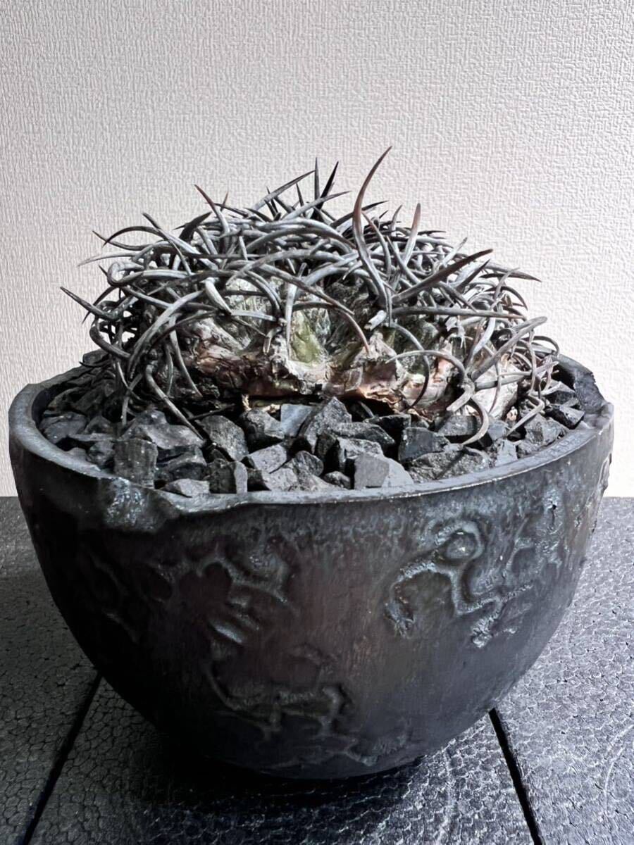 Bibian 比比昂- 激レア栗星玉Copiapoa griseoviolacea グリセオ Bibian 比比昂- 激レア栗星玉Copiapoa griseoviolacea グリセオ