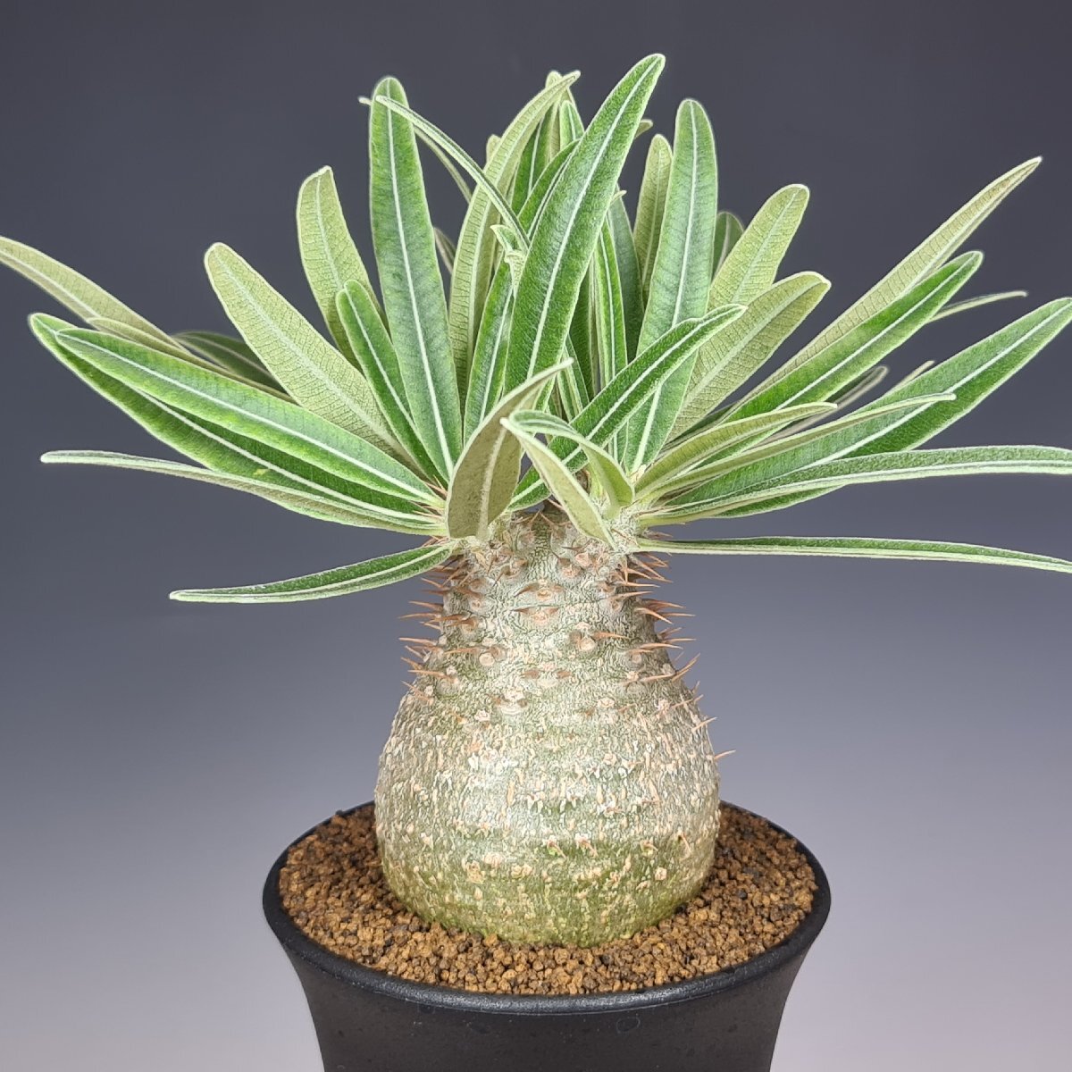 パキポディウム・グラキリス (実) 9cm鉢 ■カクタス長田