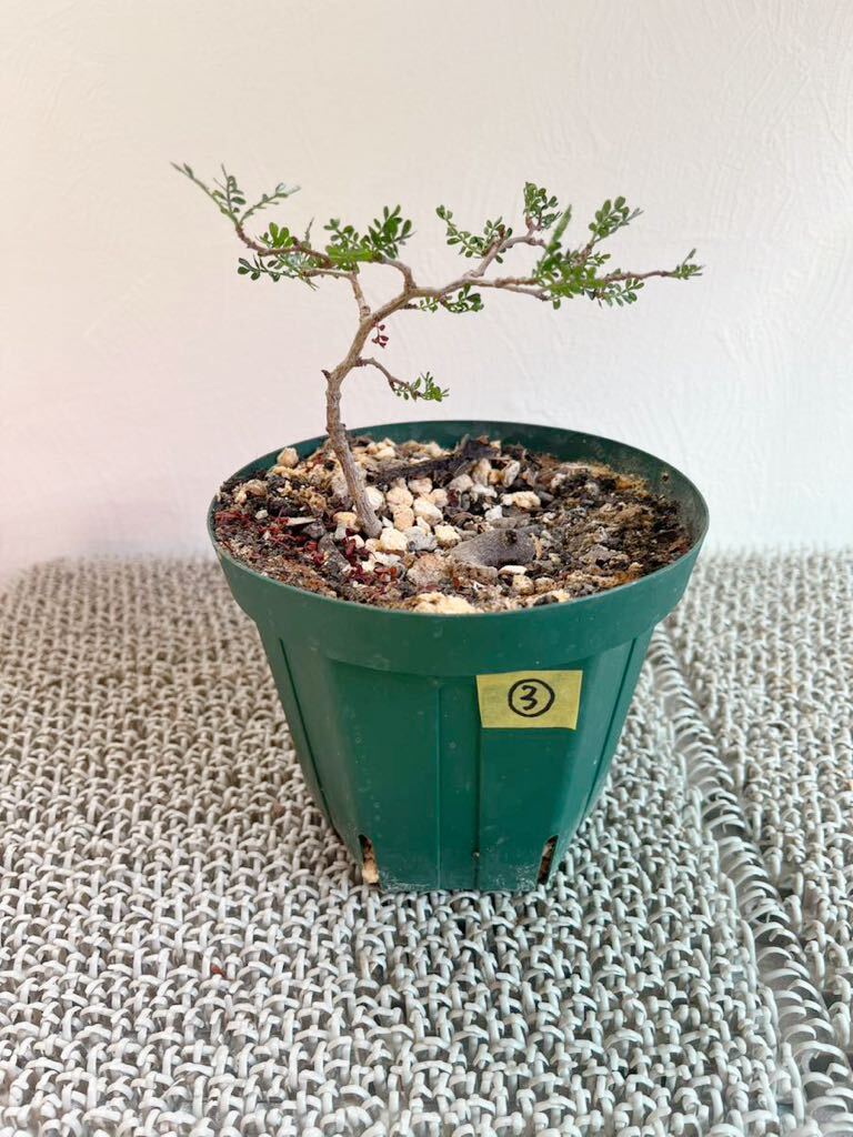 パキプス 根挿し株