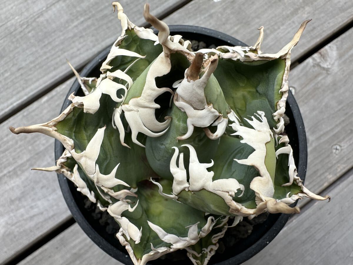 Yahoo!オークション - 選抜 日冕 コロナ bigpups agave titanota Yahoo!オークション - 選抜 日冕 コロナ bigpups agave titanota