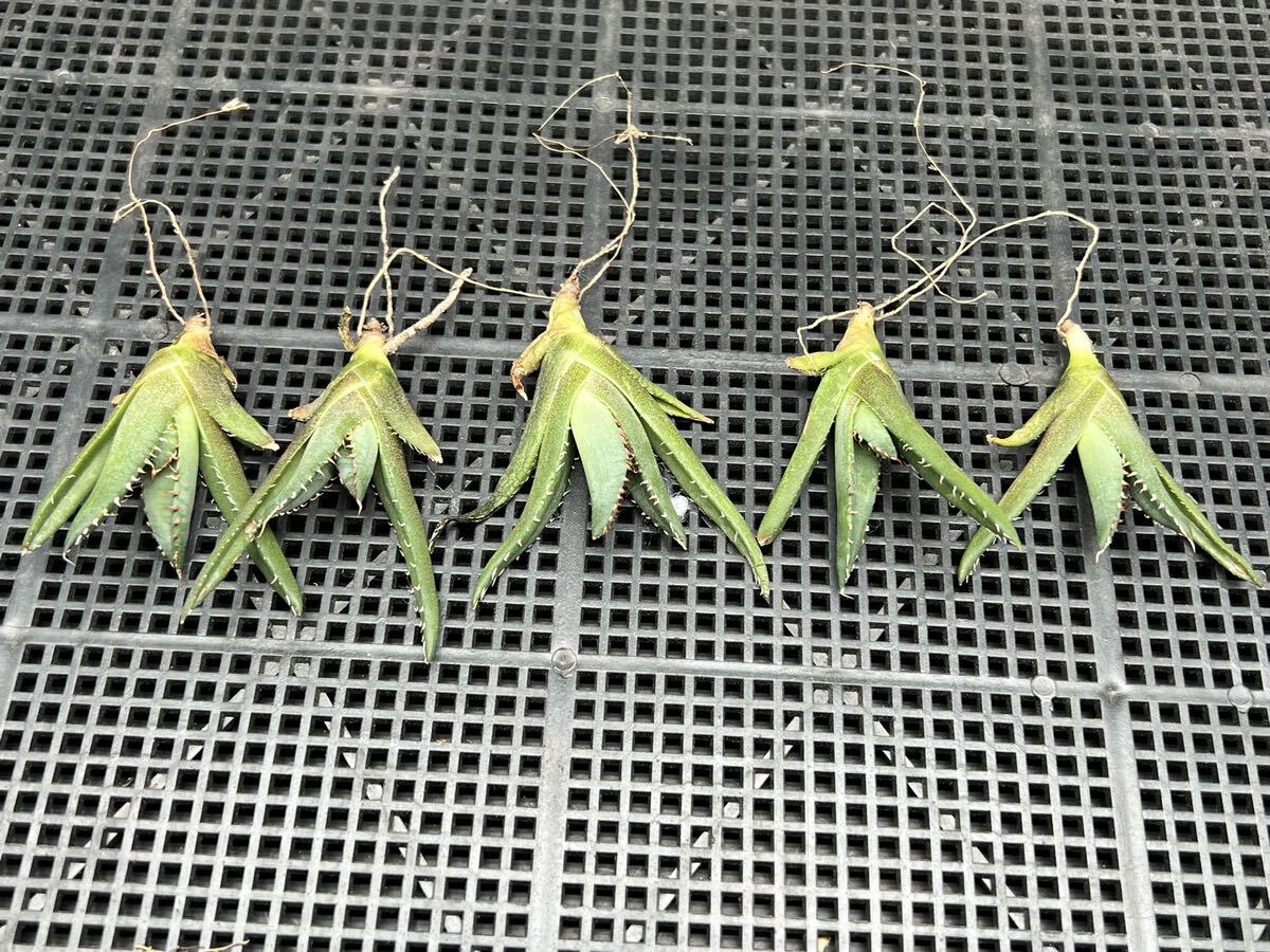 011-1【輝泊園】【期間限定 5株セット】アガベ 多肉植物 チタノタ 鳳凰 ‘Phoenix’ 超強棘 極上株　