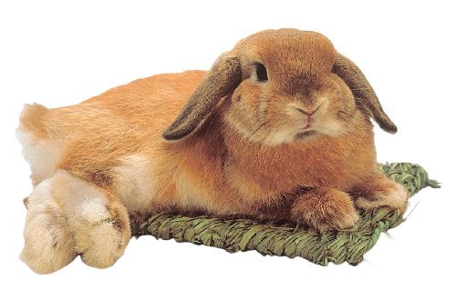 わらっこ倶楽部 うさぎの座ぶとん M サイズ