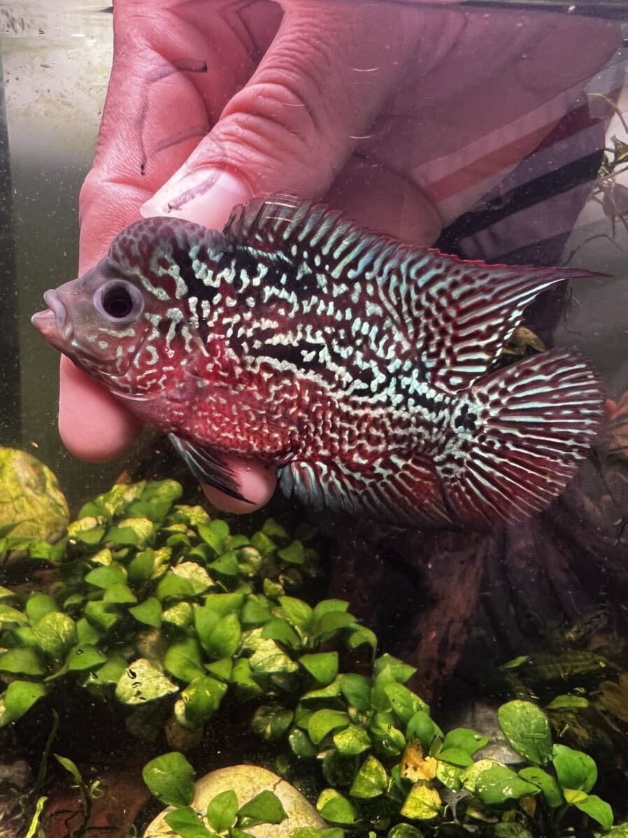 Vu aqua レッドカムファフラワーホーンの1匹　6cm-8cm 5