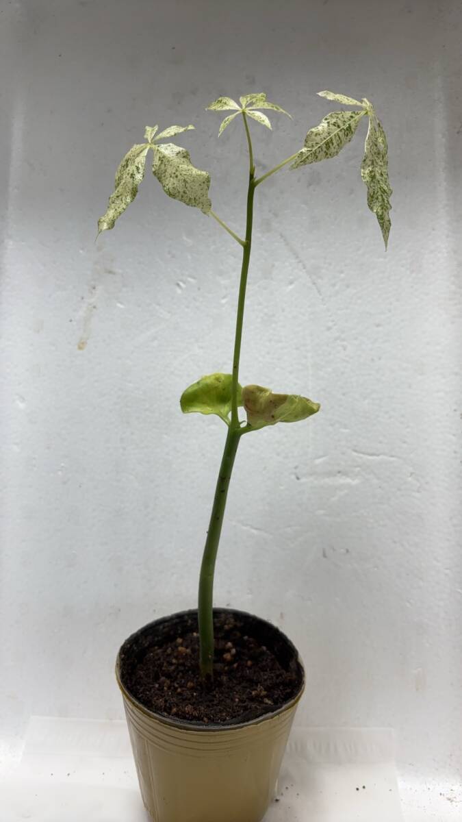 ★希少 (錦 斑入りパキラ) ゴールデ ミルキーウェイ パキラ 実生苗 樹高 26cm 苗 前後 写真現物