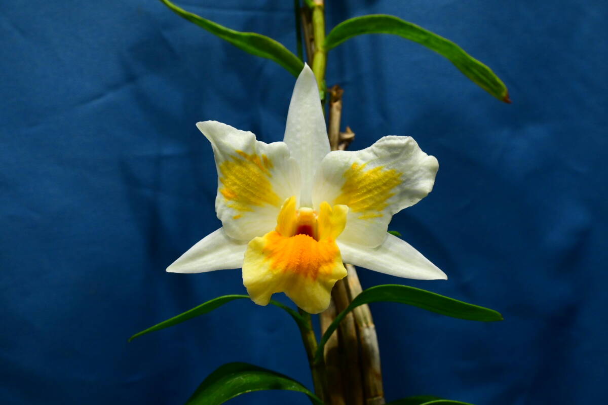 LL-4 Den. Roongkamol Vejvarat '春福の星'　（Dawn Maree x formosum)）