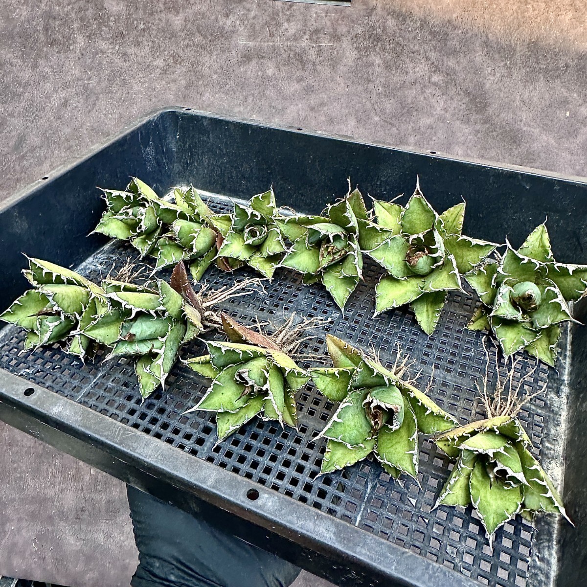 Lj_plants Z894 アガベ チタノタ シーザー super caesar 狂刺 強 Lj_plants Z894 アガベ チタノタ シーザー super caesar 狂刺 強