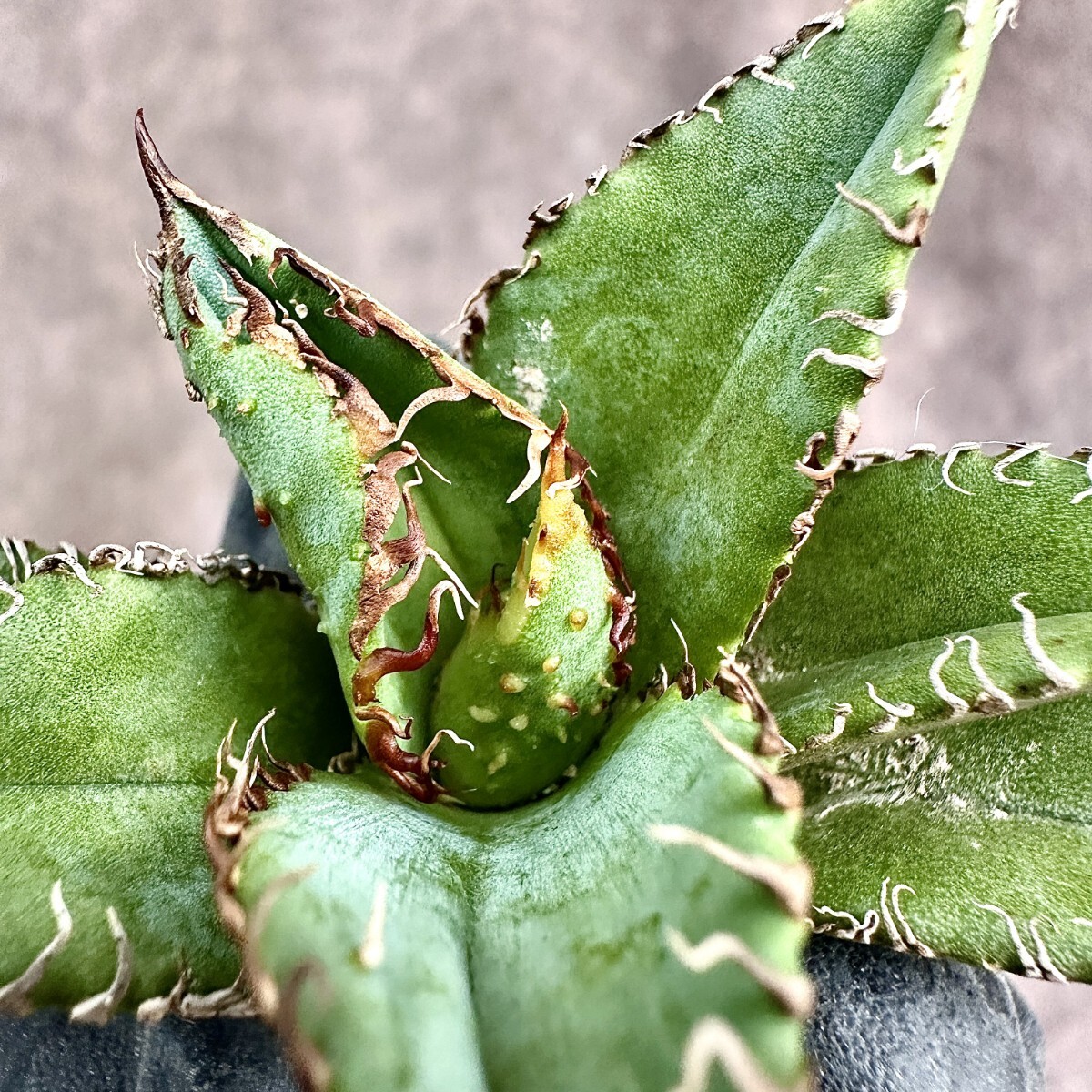 Lj_plants Z211 アガベ チタノタ 金蟾王 台湾正版の金蟾王 超 OC Lj_plants Z211 アガベ チタノタ 金蟾王 台湾正版の金蟾王 超 OC