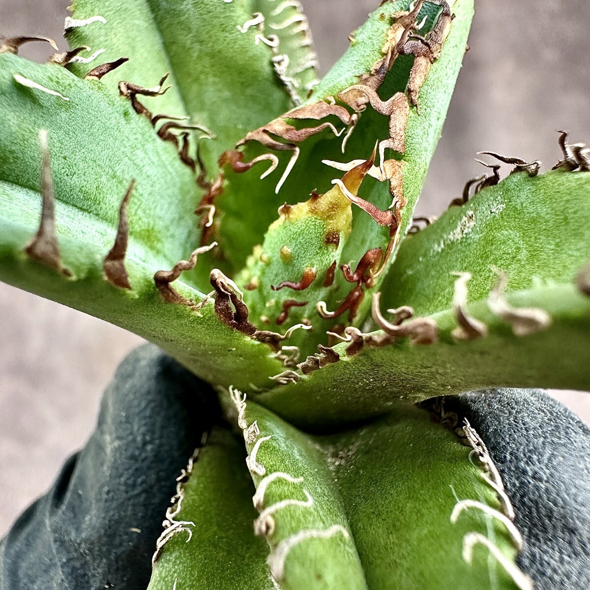 Lj_plants Z211 アガベ チタノタ 金蟾王 台湾正版の金蟾王 超 OC Lj_plants Z211 アガベ チタノタ 金蟾王 台湾正版の金蟾王 超 OC