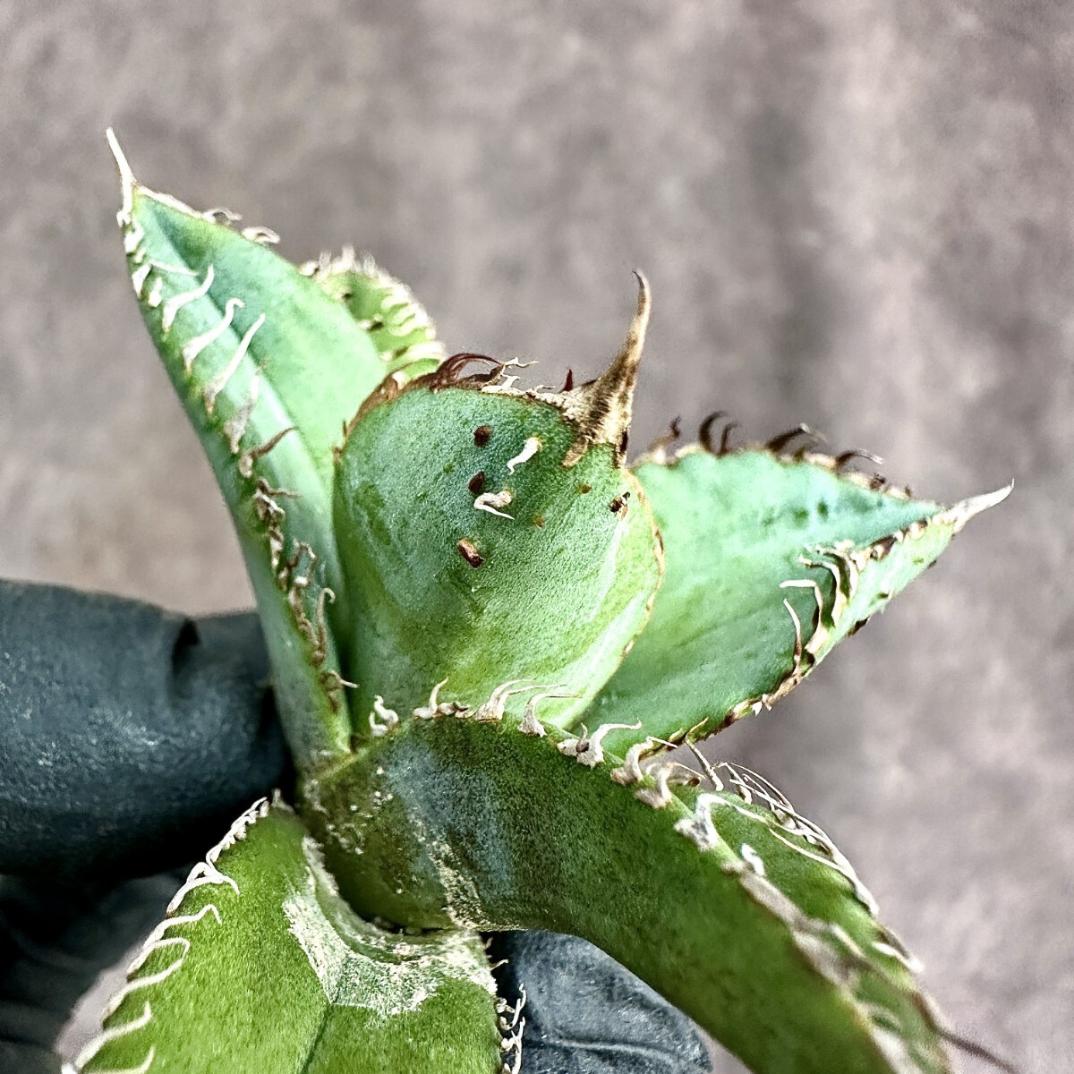 Lj_plants】Z217 アガベチタノタ金蟾王台湾正版の金蟾王【超希少 Lj_plants】Z217 アガベチタノタ金蟾王台湾正版の金蟾王【超希少