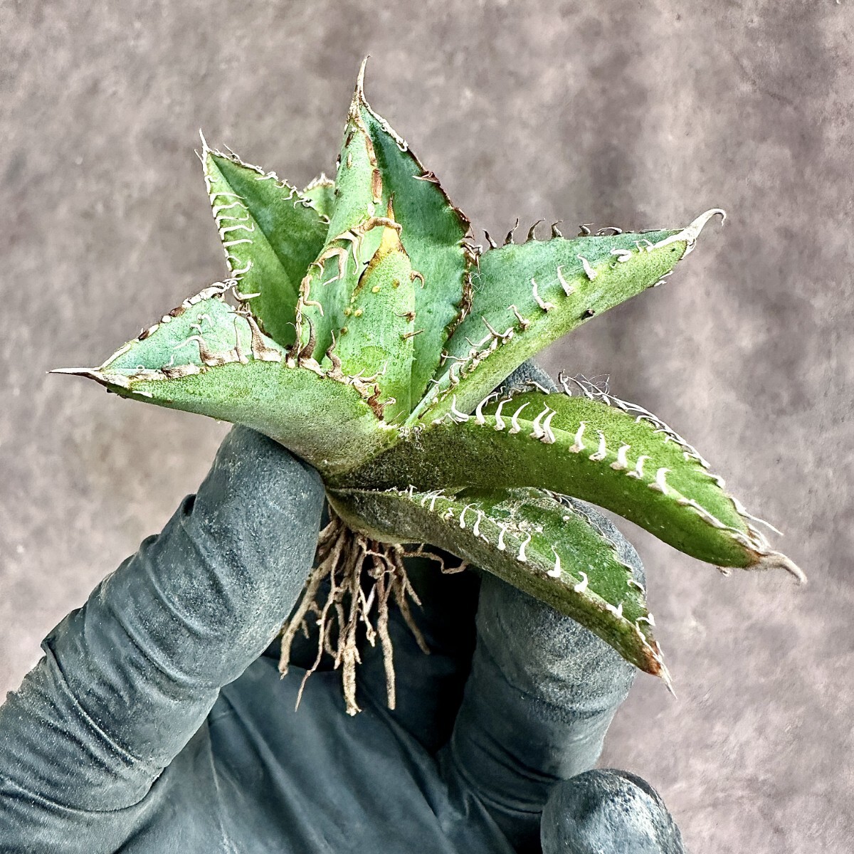 Lj_plants】Z217 アガベチタノタ金蟾王台湾正版の金蟾王【超希少 Lj_plants】Z217 アガベチタノタ金蟾王台湾正版の金蟾王【超希少