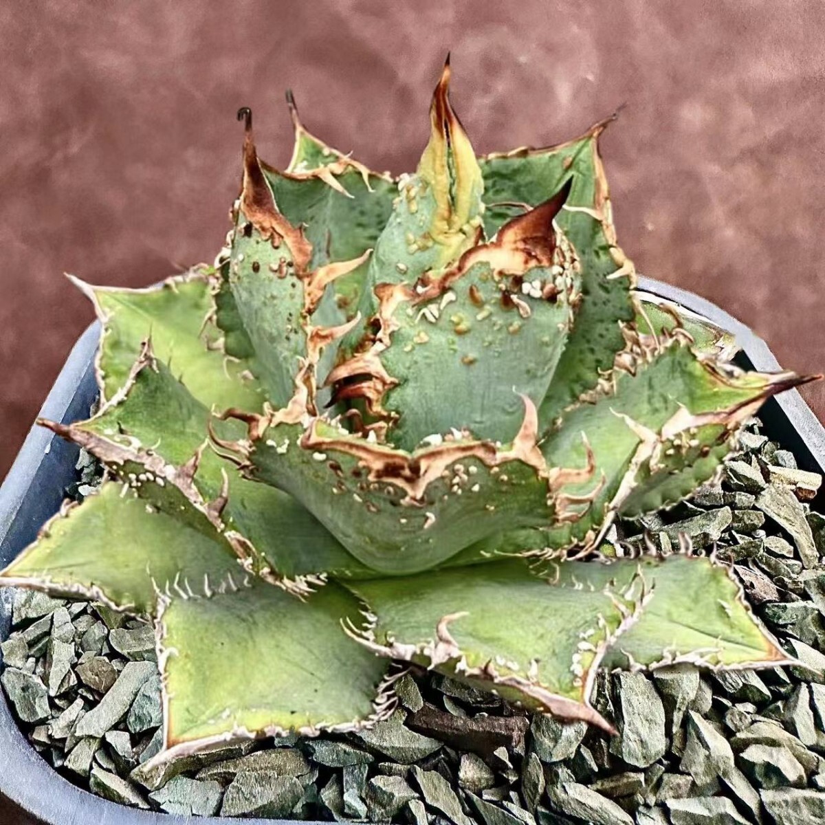 Yahoo!オークション - 【Lj_plants】Z580 アガベ チタノタ 金蟾 Yahoo!オークション - 【Lj_plants】Z580 アガベ チタノタ 金蟾