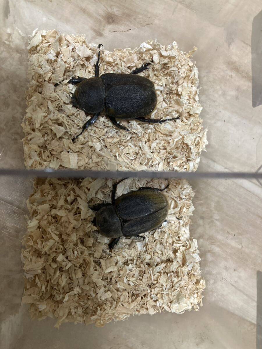 ヘラクレスパスコアリ　69ミリ　65ミリ　