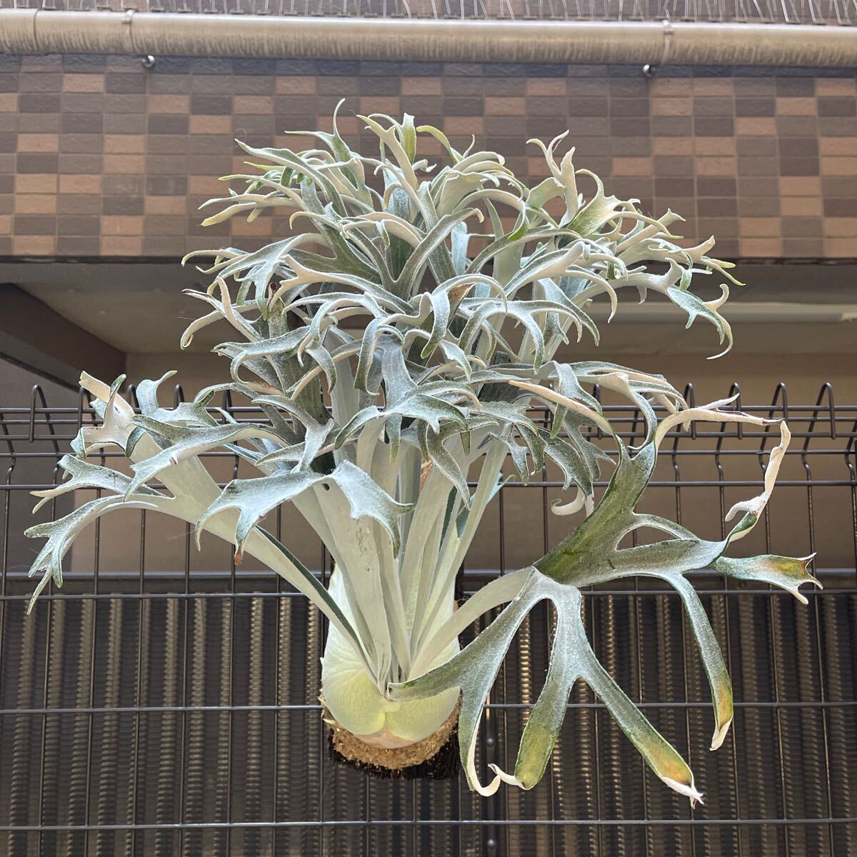 Bibian 比比昂- ビカクシダP. veitchii wild (n#B) - Bibian Bibian 比比昂- ビカクシダP. veitchii wild (n#B) - Bibian