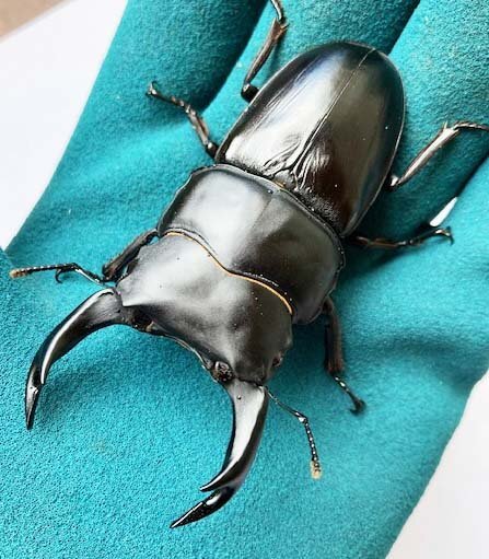 【DRIP】　能勢YGオオクワガタ　♂81.7mm+♀50.0ｍｍ　（90ｍｍ同腹ペア）　新成虫