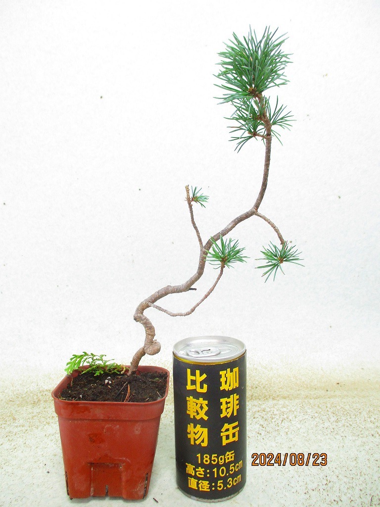 緑の市場 小品盆栽素材 赤石五葉松 81165 画像全高:30㎝ 定形外 緑の市場 小品盆栽素材 赤石五葉松 81165 画像全高:30㎝ 定形外
