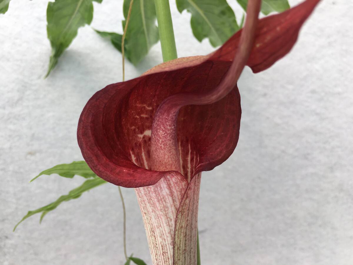1 浦島草交配 種 紅炎×タイガーマスク 小球1球 北の山野草 1 浦島草交配 種 紅炎×タイガーマスク 小球1球 北の山野草