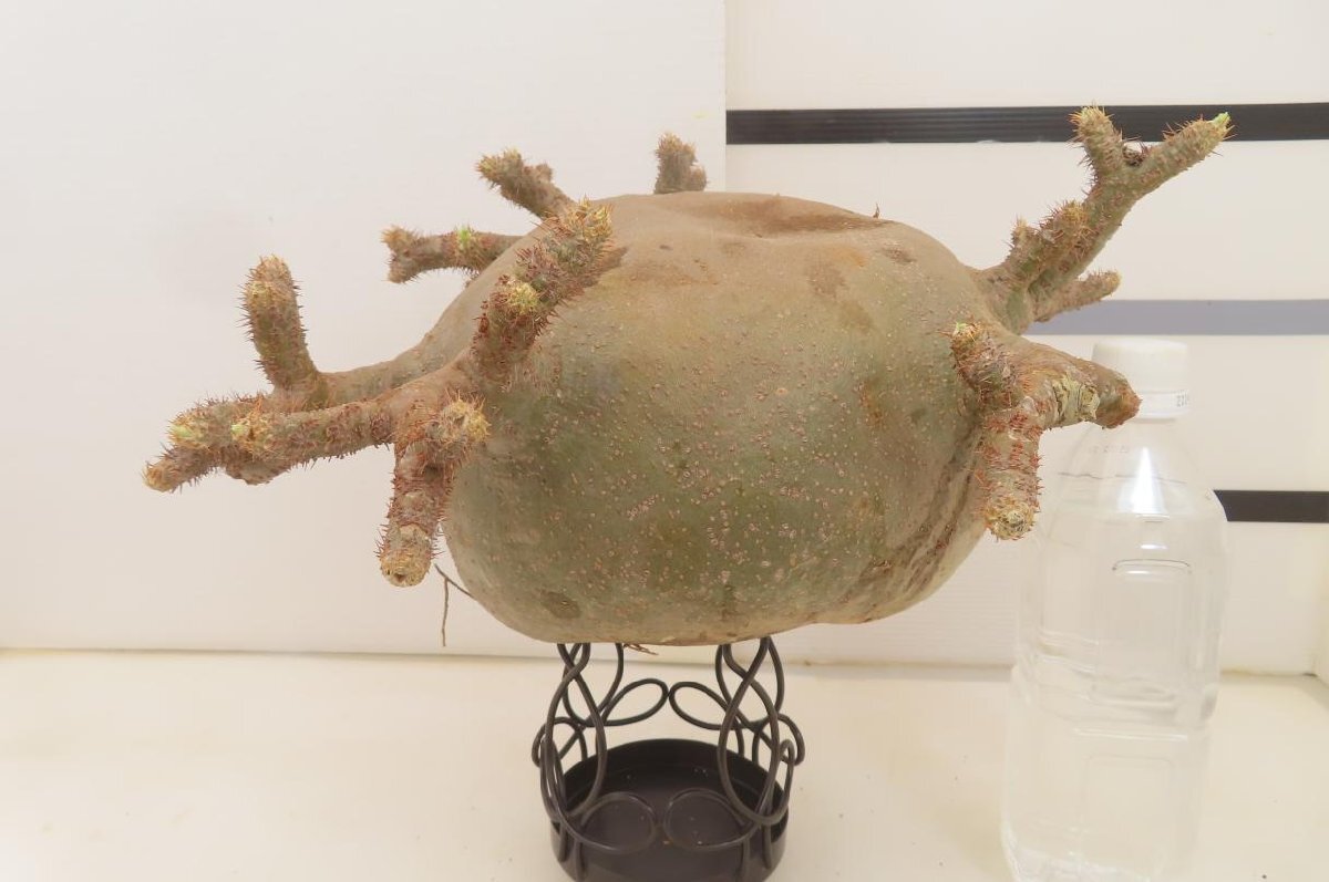 4419 「塊根植物」パキポディウム グラキリスL 厳選株 抜き苗【8/18最新到着・gracilius・根切確認済・マダガスカル】