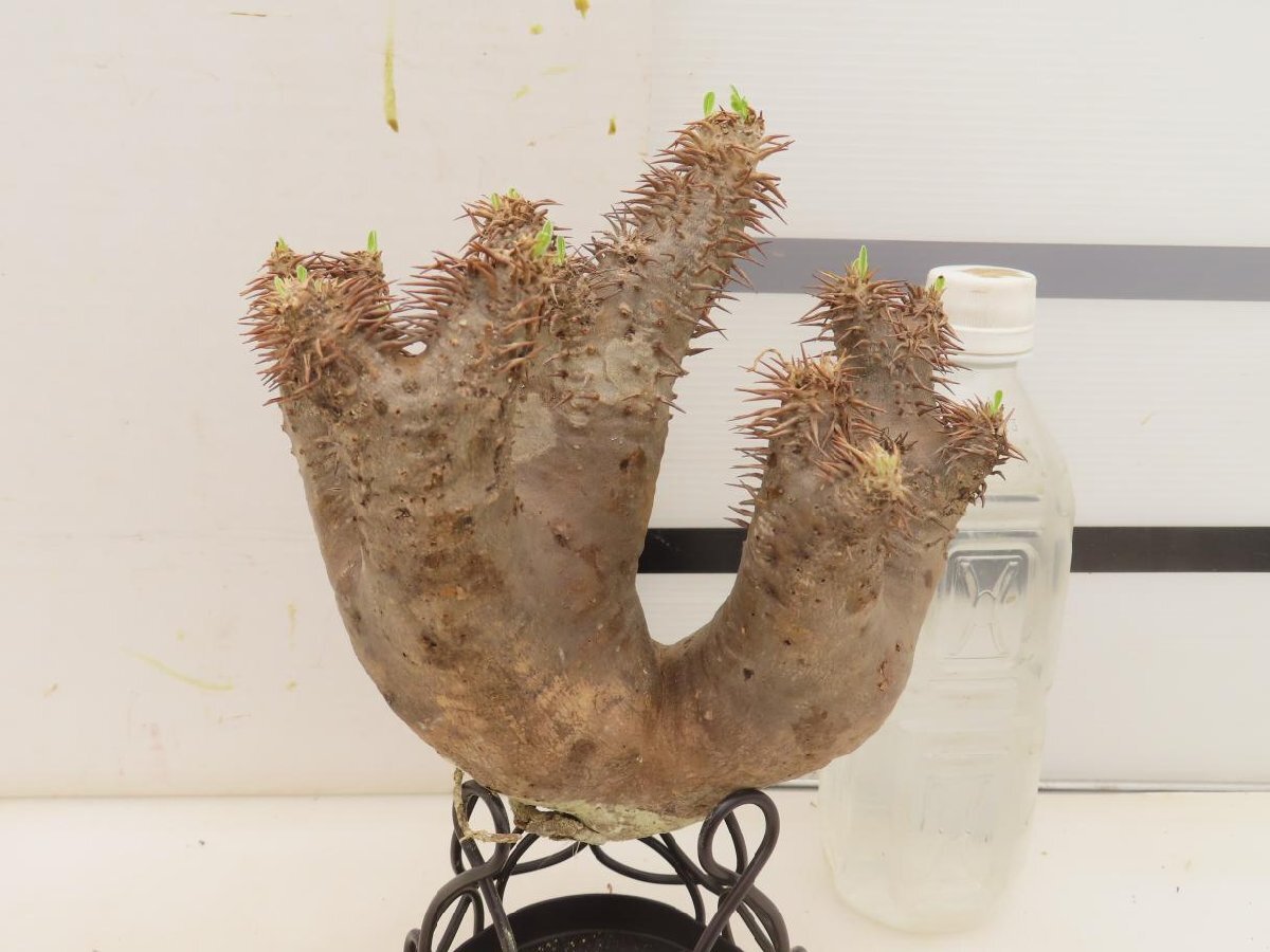 6721 「塊根植物」パキポディウム ホロンベンセ 抜き苗 厳選株【最新到着・horombense・根切確認済み・マダガスカル】
