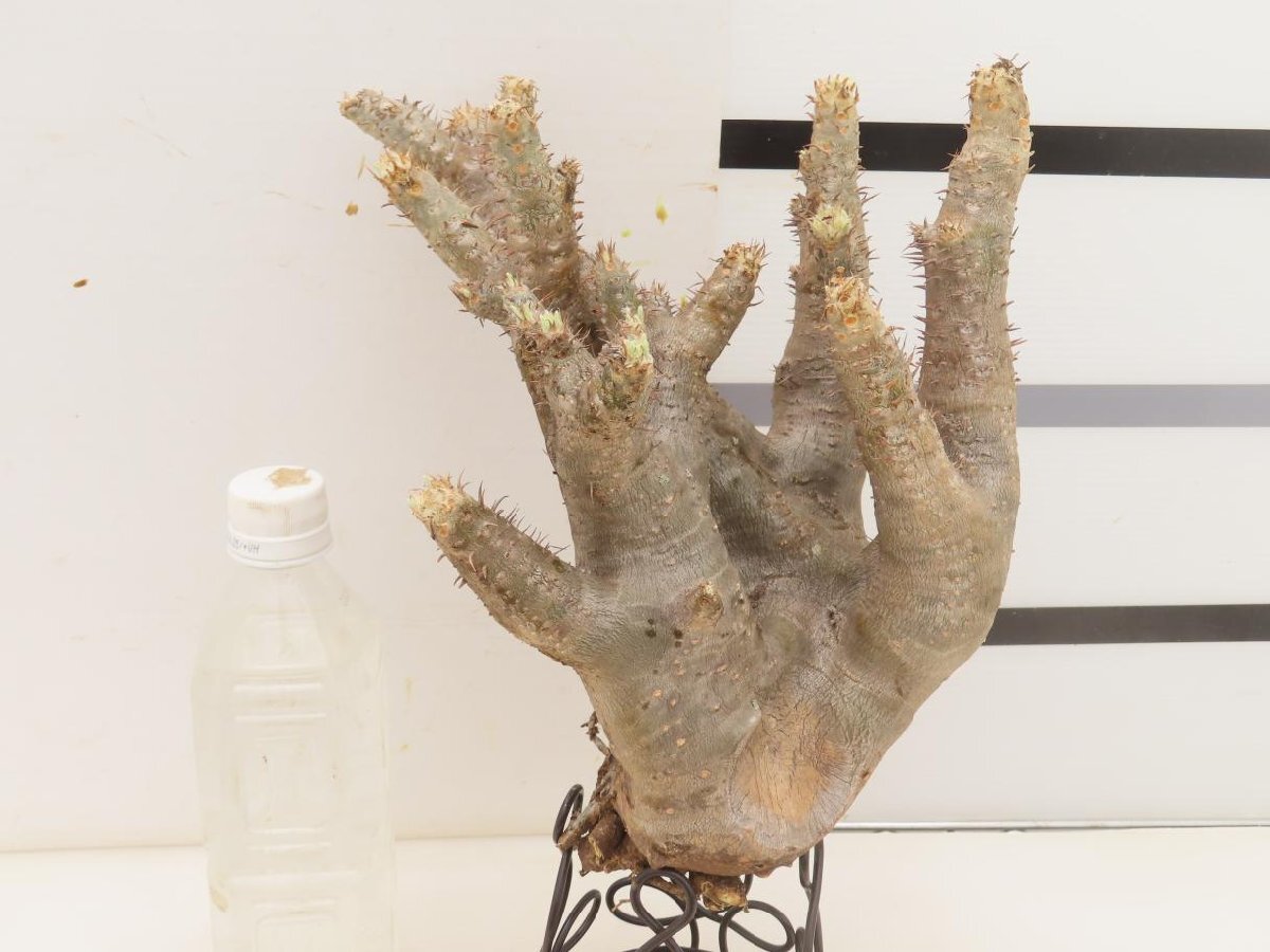 6702 「塊根植物」パキポディウム イノピナツム大 抜き苗【最新到着・inopinatum・根切確認済・マダガスカル】