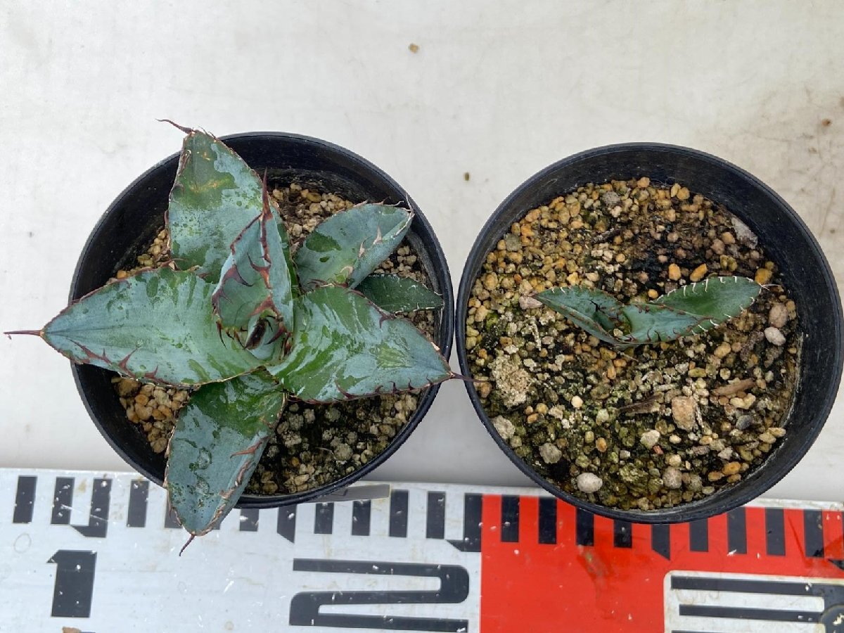 8614 激レア高級品種 アガベ チタノタ 藍鯨 2株セット 発根開始