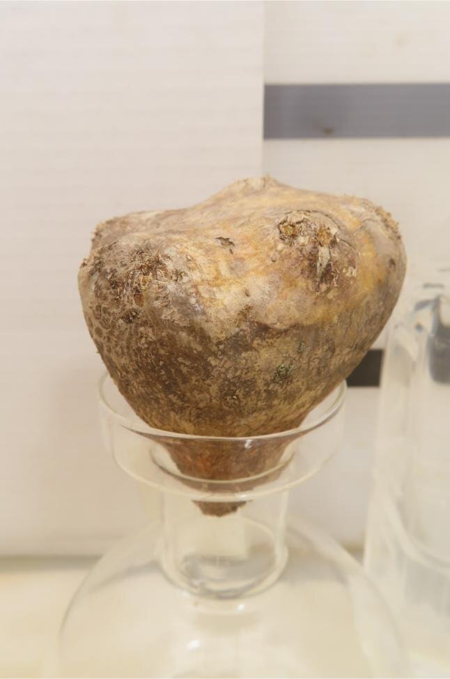 6942 「塊根植物」パキポディウム　恵比寿笑い 抜き苗 【最新到着・brevicaule・根切確認済・多肉植物・マダガスカル】