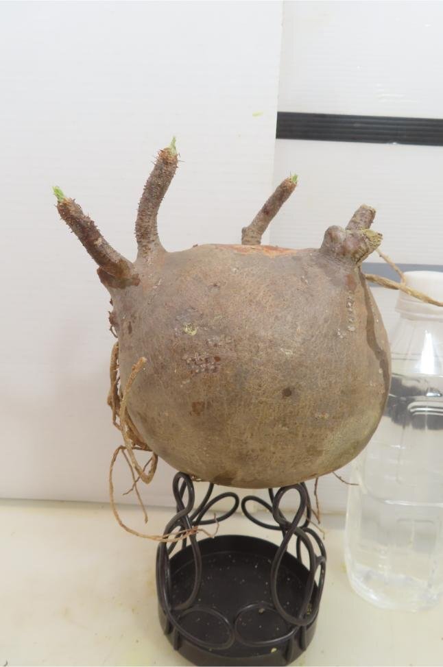 6923 「塊根植物」パキポディウム グラキリスML 厳選株 抜き苗【最新到着・gracilius・根切確認済・マダガスカル】