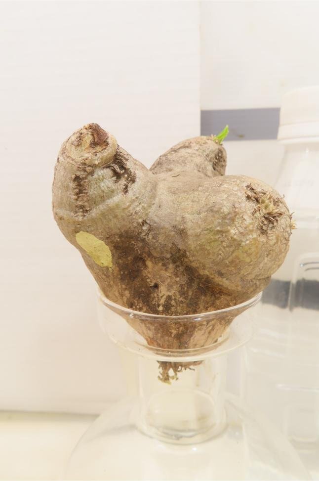 6946 「塊根植物」パキポディウム　恵比寿笑い 抜き苗 【最新到着・brevicaule・根切確認済・多肉植物・マダガスカル】