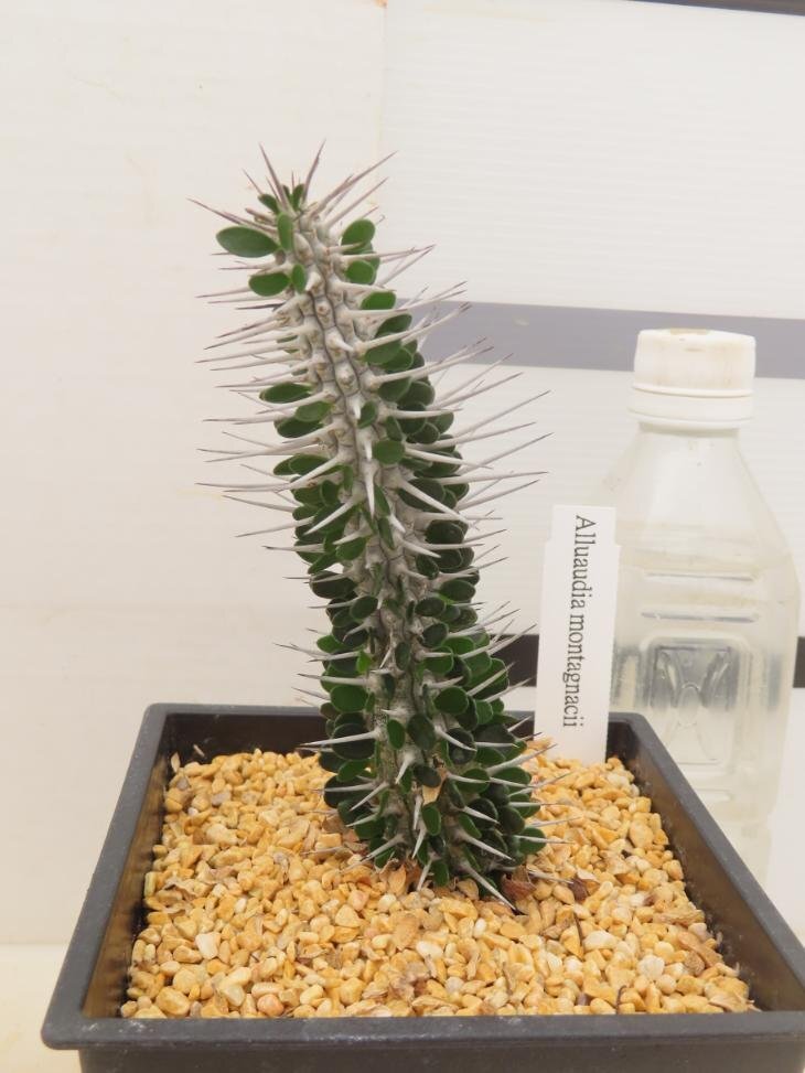 5023「多肉植物I」アローディア　モンタグナッキー【発根・塊根植物・Alluaudia montagnacii】