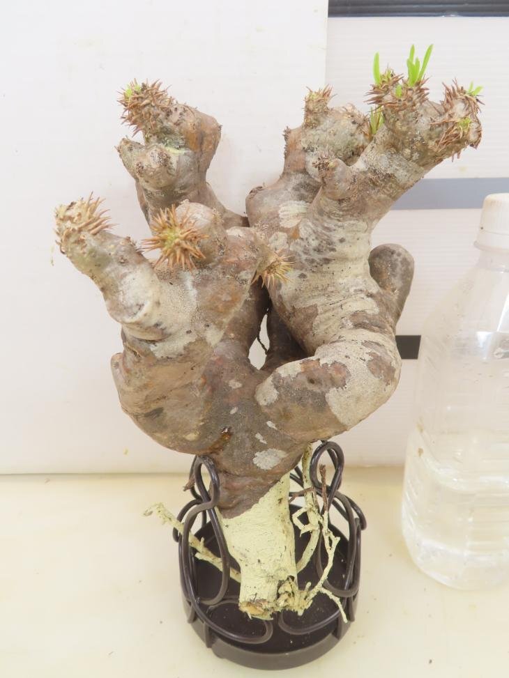5252「塊根植物」パキポディウム ブレビカリックス大 抜き苗 厳選株【8/4最新到着・brevicalyx・根切確認済・マダガスカル】