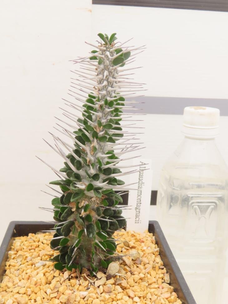 5005「多肉植物I」アローディア　モンタグナッキー【発根・塊根植物・Alluaudia montagnacii】
