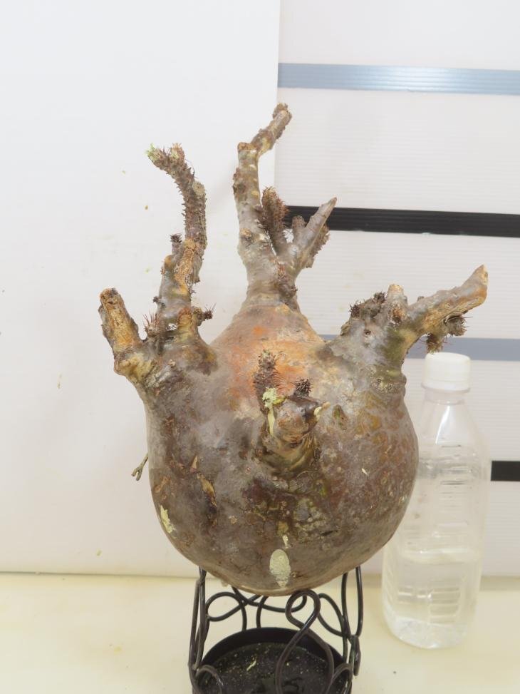 5290「塊根植物」パキポディウム グラキリスML 厳選株 抜き苗【8/4最新到着・gracilius・根切確認済・マダガスカル】