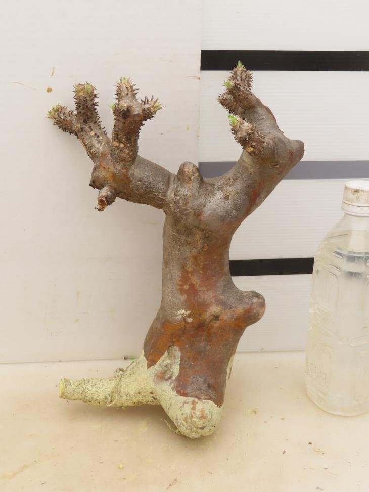 6541 「塊根植物」パキポディウム イノピナツム大 抜き苗【最新到着・inopinatum・根切確認済・マダガスカル】