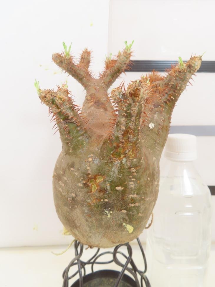 8485 「塊根植物」パキポディウム グラキリスM 厳選株 抜き苗【/最新到着・gracilius・根切確認済・マダガスカル】