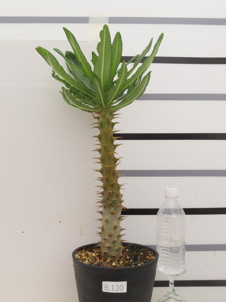 8120 「実生」パキポディウム アンボンゲンセ 植え【種から発芽・発根・Pachypodium・葉落ちします・】