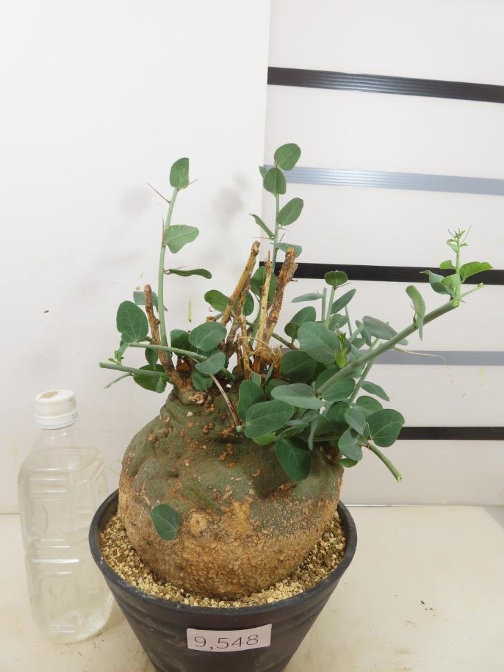 9548 「塊根植物」アデニア スピノーサ特大 植え【発根開始・Adenia spinosa・多肉植物・丸株】