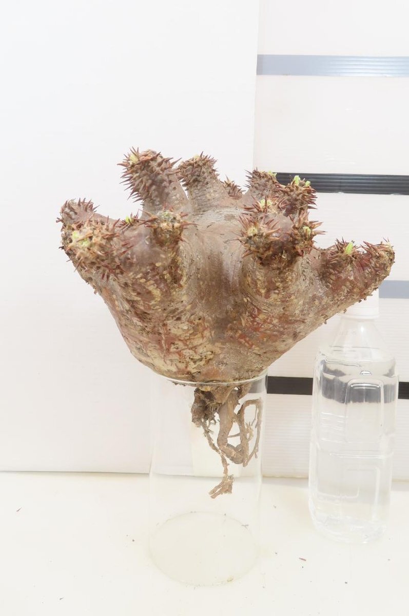 4326 「塊根植物」パキポディウム ホロンベンセ大 抜き苗 厳選株【8/18最新到着・horombense・根切確認済み・マダガスカル】