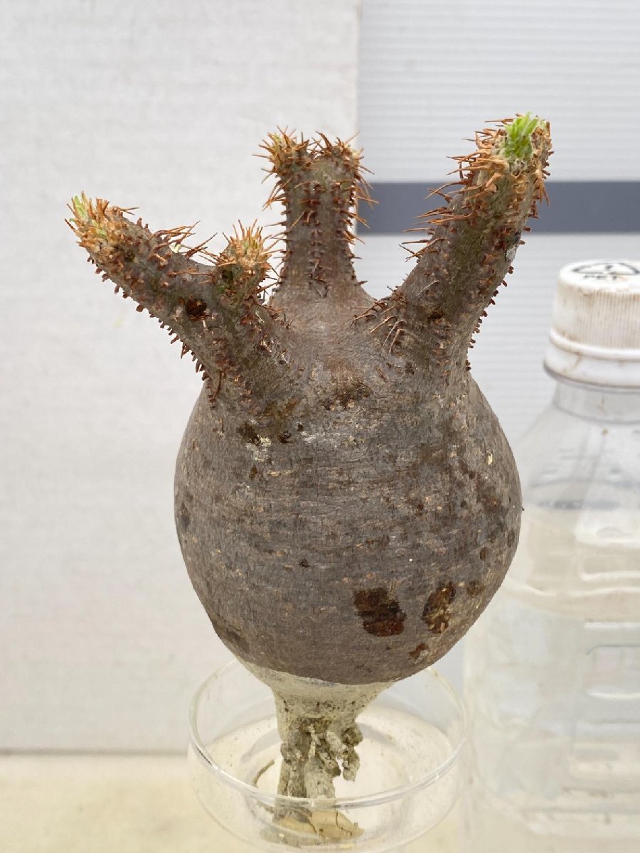 4173「塊根植物」パキポディウム グラキリスS 厳選株 抜き苗【8/4最新到着・gracilius・根切確認済・マダガスカル】