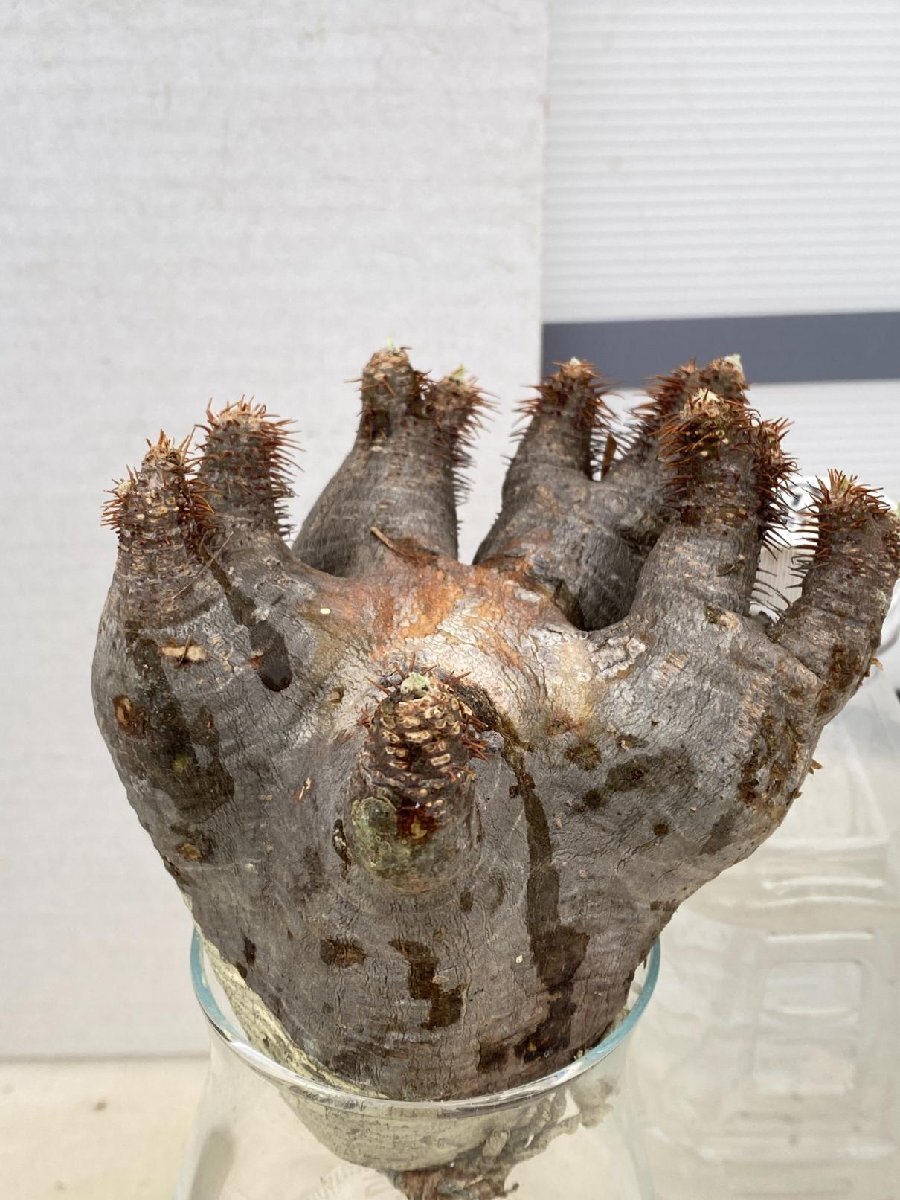 4217「塊根植物」パキポディウム グラキリス　M 厳選株 抜き苗【8/4最新到着・gracilius・根切確認済・マダガスカル】